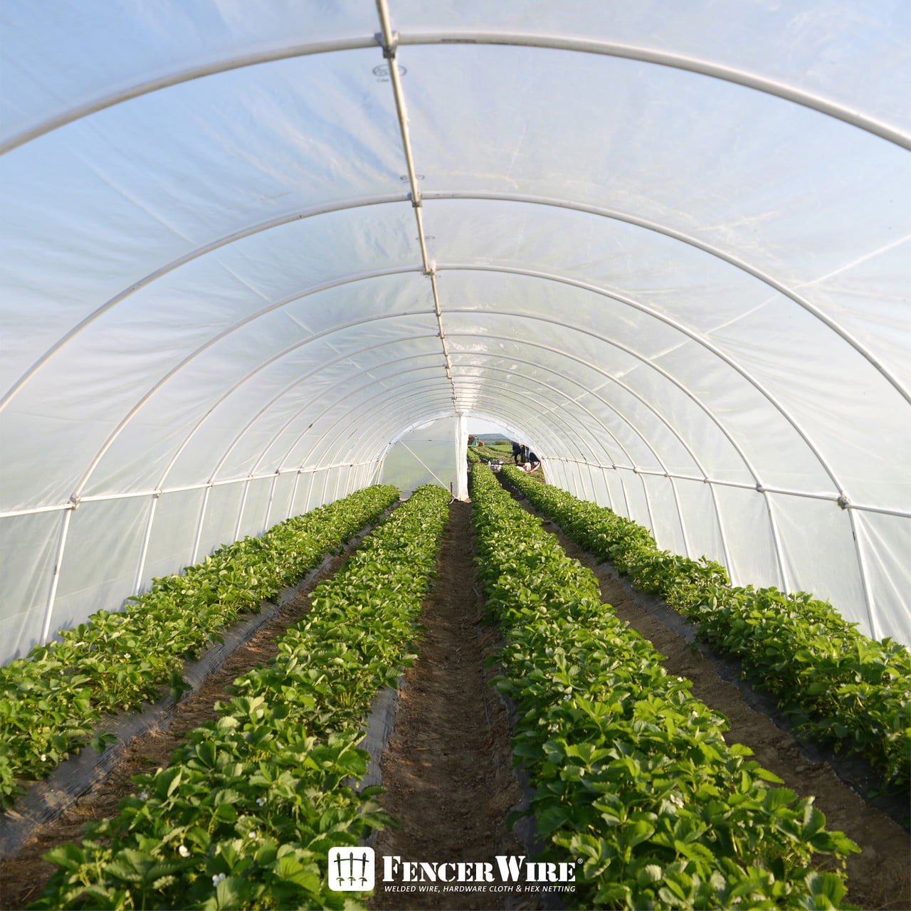 Fencer Wire 6 mil Clear Greenhouse Plastic Sheeting UV Resistant Polyethylene Greenhouse Film, Hoop House Cover for Horticulture, Gardening, Farming and Agriculture 90% Light Transmittance, 12’ x 28’
