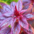 thumbnail image 2 of TomorrowSeeds - Red Garnet Amaranth Seeds - 2000+ Count - For 2026 Planting USA Tropical Ornamental, 2 of 11