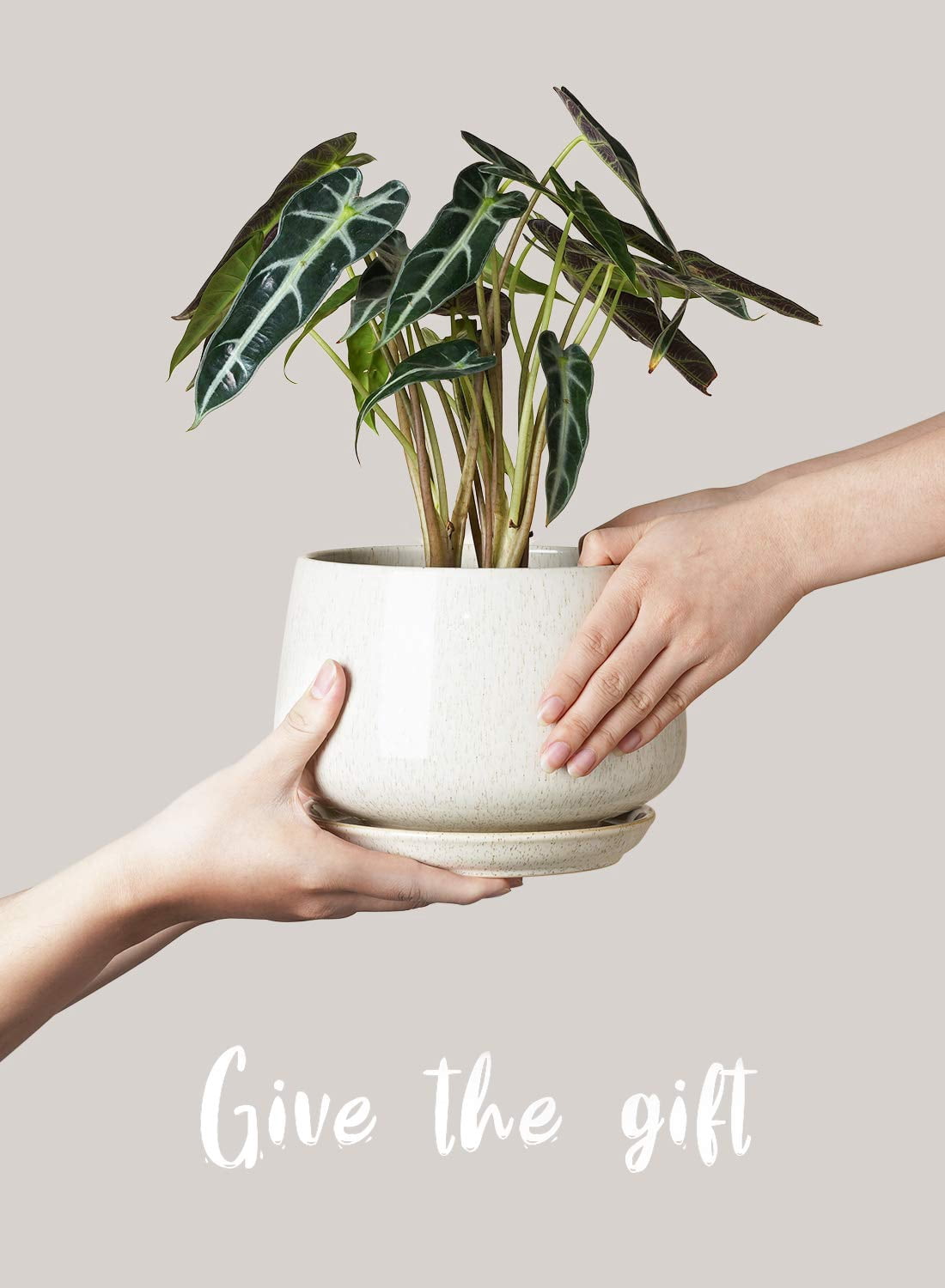 BEMAY Set of 3 Ceramic Plant Pots with Drainage Hole and Saucer, 4.1" 5.1" 6.5" Flower Pots, Indoor Outdoor Planters for Home Patio Garden Decor, Reactive Glaze Beige (Plants Not Included)