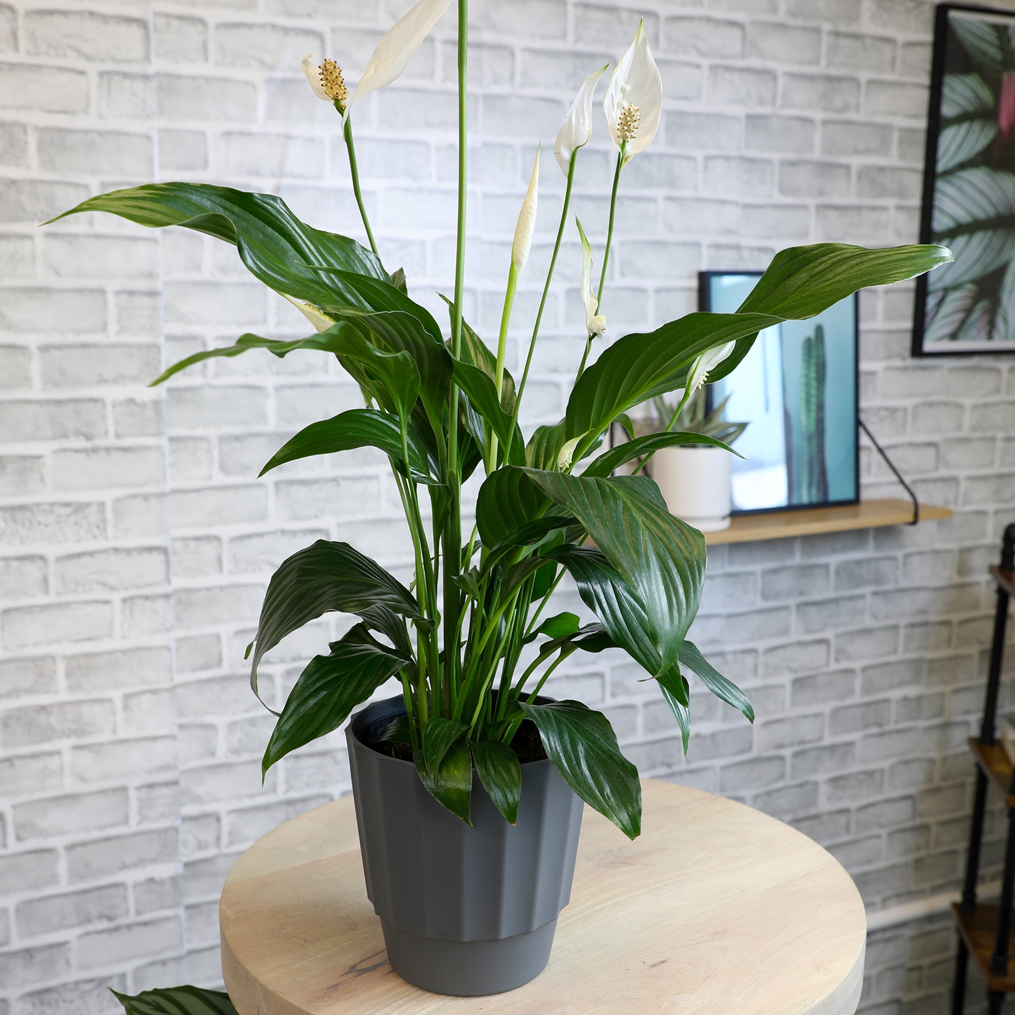 Element by Altman Plants 6in Peace Lily Spathiphyllum Live Houseplant