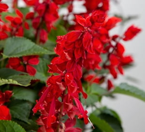 Southern Living Saucy Red Salvia Live Shrub in 2.5-Quart Grower Pot
