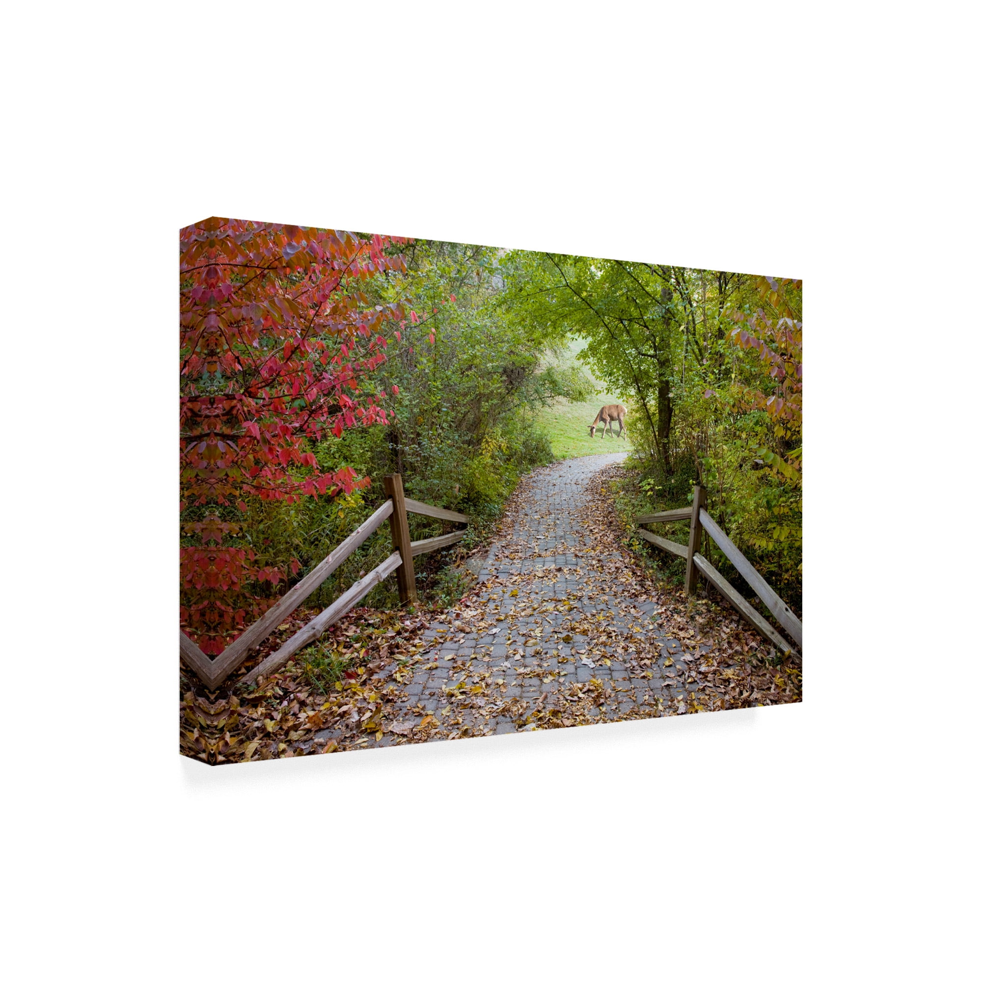 Trademark Fine Art 'Deer In The Woods Farmington Hills Michigan' Canvas Art by Monte Nagler