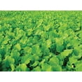 thumbnail image 4 of Evolved Harvest Rack'M Radish Pro Flavour Food Plot S??d with Biostimulant Coating - High-Protein & Nutrients Forage for Deer, 4 of 5