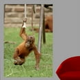 thumbnail image 1 of Wallhogs Monkey II Wall Mural, 1 of 2
