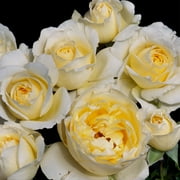 Heirloom Roses - Irish Hope™ English Legend Yellow Rose Bush - Flowers For Garden
