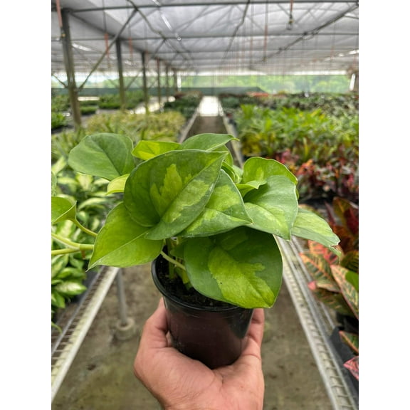 Pothos 'Global Green' in 4" Pot | Live Plant for Indoor | 7 - 12 inch Tall