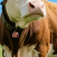 thumbnail image 5 of Style Metal and Rope Pet Toy for Cattle Sheep Festive Outdoor Herding Companion, 5 of 5