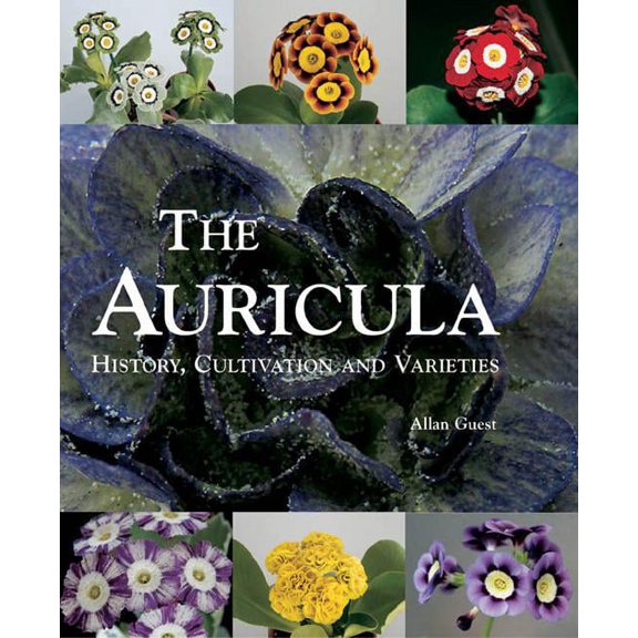 The Auricula : History, Cultivation and Varieties (Hardcover)