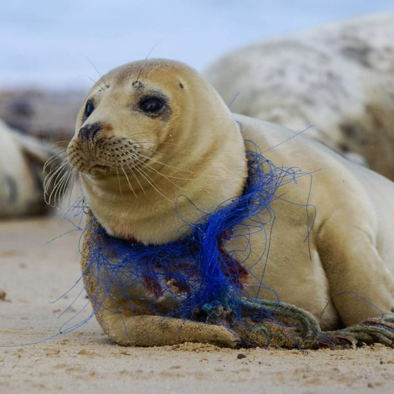 Sea Lion Christmas Ornament, Ocean Angel Sea Lion Holiday Ornament,  Conservation Ornament, Sea Lion Angel Tree Ornament, Sea Lion Gifts -  Walmart.com