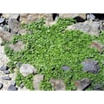 thumbnail image 2 of 20 CORSICAN MINT Mentha Requienii Herb Fragrant Ground Cover Flower Seeds, 2 of 7