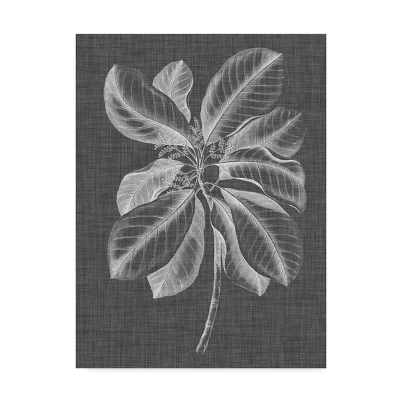 Trademark Fine Art 'Graphic Foliage II' Canvas Art by Vision Studio