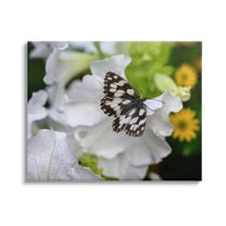 Stupell Industries Butterfly Geranium Blossom Photograph Gallery Wrapped Canvas Print Wall Art, Design by Daphne Polselli