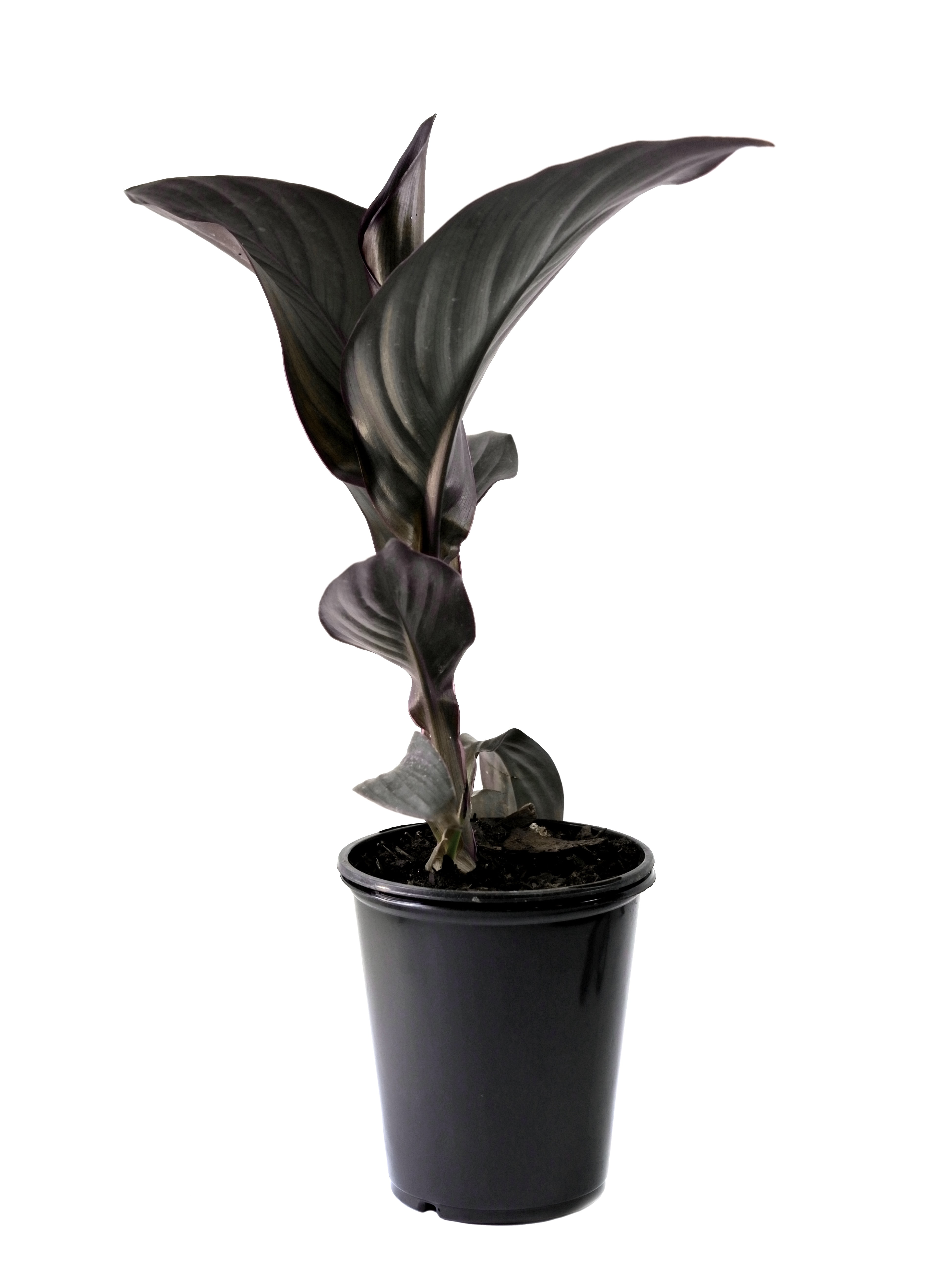 Expert Gardener Outdoor Live Plant Canna Lily Cannova Bronze