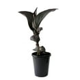 thumbnail image 4 of Expert Gardener Outdoor Live Plant Canna Lily Cannova Bronze Scarlet 1QT, Full Sun, 4 of 10