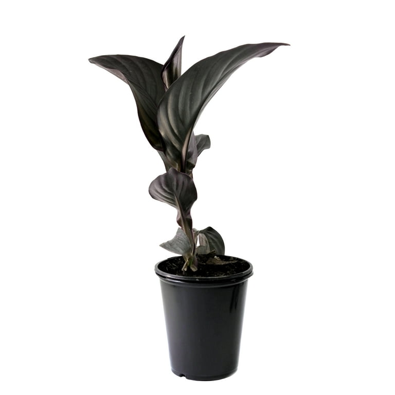 Expert Gardener Outdoor Live Plant Canna Lily Cannova Bronze