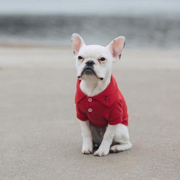 solid dog polo by doggie design - flame scarlet red large