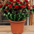thumbnail image 4 of Artificial Azalea Flowers Outdoor Fake Flowers Faux Plastic Eucalyptus Plants UV Resistant Silk Flower Shrubs for Garden Porch Window Hanging Planter Decorations, 4 of 5
