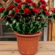 thumbnail image 4 of Real Sentir Flores Artificial Azalea Ramo Rosa Caliente 13.78In, Ornamentos Rojos Oscuros, Simulación Verde para Arreglo de Decoración Del Jardín Del Hogar, 4 of 6