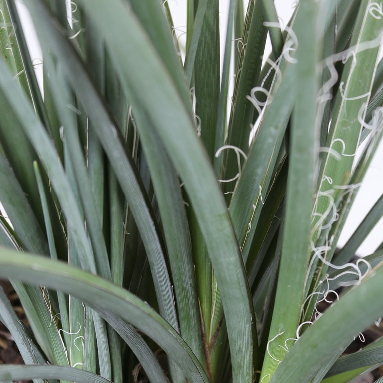 Expert Gardener Red Yucca, 30