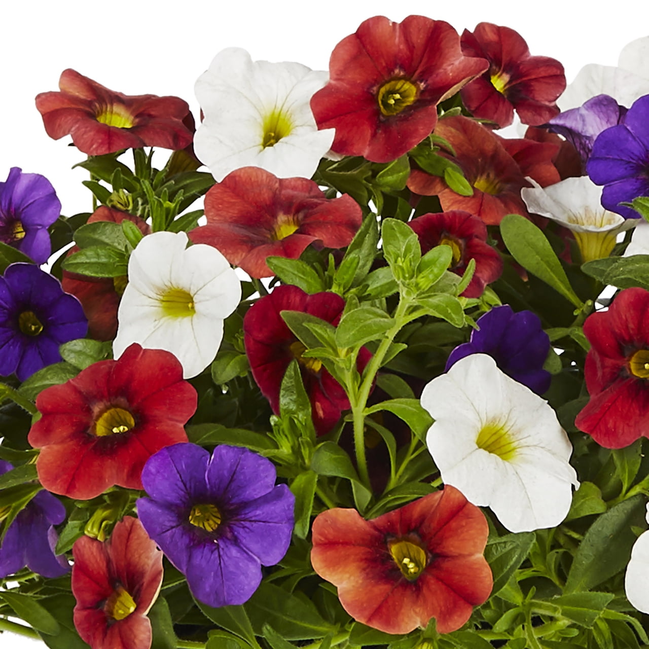Better Homes & Gardens 16" Hawaiian Country Mix Live Plants in Pot (2 Count)