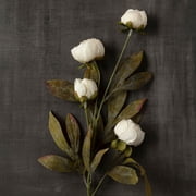 16 Pack: Cream Peony Stem by Ashland