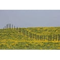 thumbnail image 2 of Paulson, Don 32x23 White Modern Wood Framed Museum Art Print Titled - MT, Rocky Mts Balsamroot in field with fence, 2 of 4