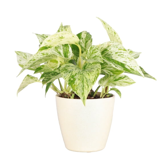 Live Marble Queen Pothos Plant - 4" Decorative Eco Pot - Natural