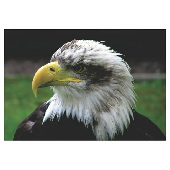 Bald Eagle, North America, Bird Fridge Magnet, 2 inch x 3 inch Souvenir, Gift