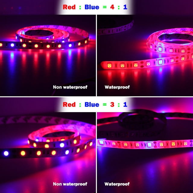 Tira LED de 5 metros para crecimiento de plantas, 300 LEDs SMD 5050, espectro completo, impermeable IP65, voltaje 12V, luz roja y azul (proporción 3:1), ideal para invernaderos y cultivos