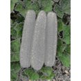 thumbnail image 1 of "3pcs Exfoliating Body Sponge For Men And Women\'s Daily Shower Walkbee Walkbee 7519 B, 1 of 5