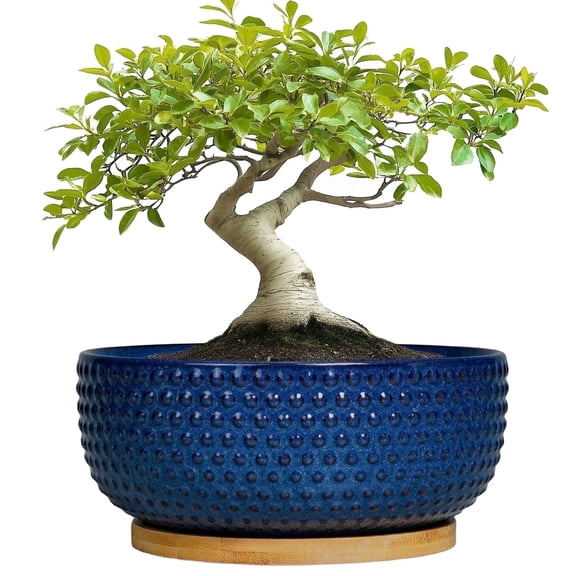 8 Inch Succulent Pots with Drainage Hole & Bamboo Tray,Round Ceramic Shallow Planter for Indoor Plants,Cactus,Bonsai Tree Blue