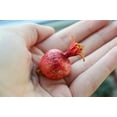 thumbnail image 2 of Dwarf Pomegranate Bonsai Seeds - 25 Seeds to Grow - Highly Prized Edible Fruit Bonsai - Made in USA, Ships from Iowa, 2 of 2