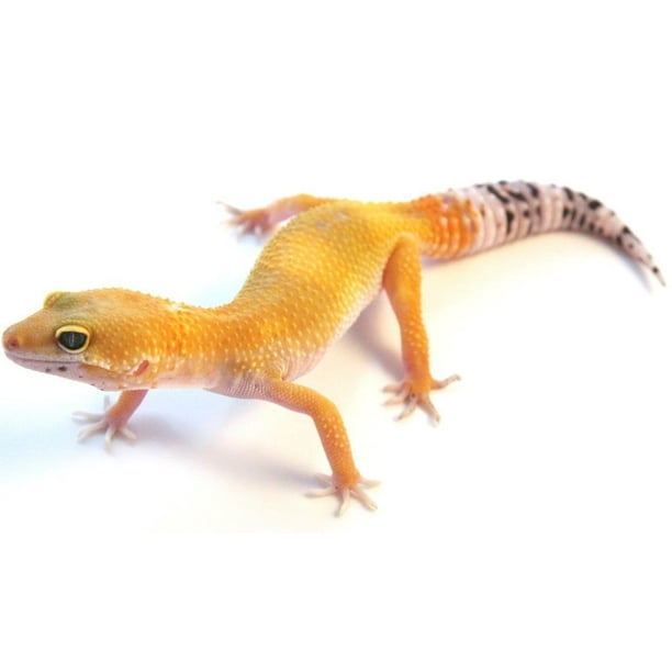 Laminated Poster Leopard Gecko Lizard Reptile Yellow Spots Poster Print 20 X 30 Walmart Com Walmart Com