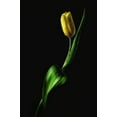 thumbnail image 2 of Conroy, Joe 11x14 Gold Ornate Wood Framed with Double Matting Museum Art Print Titled - Tulip, 2 of 4