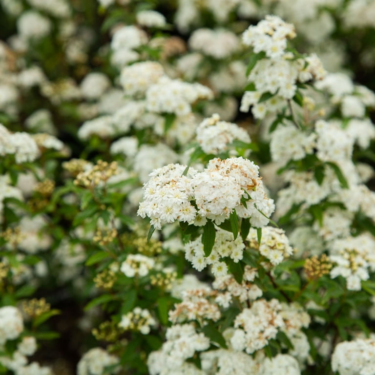 national PLANT NETWORK 2.25 Gal. Spirea Reeves Flowering