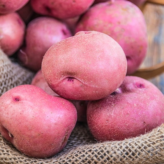 Red Pontiac Seed Potatoes, 2 lb bag per offer