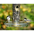 thumbnail image 1 of Round Seed Tray, 1 of 1