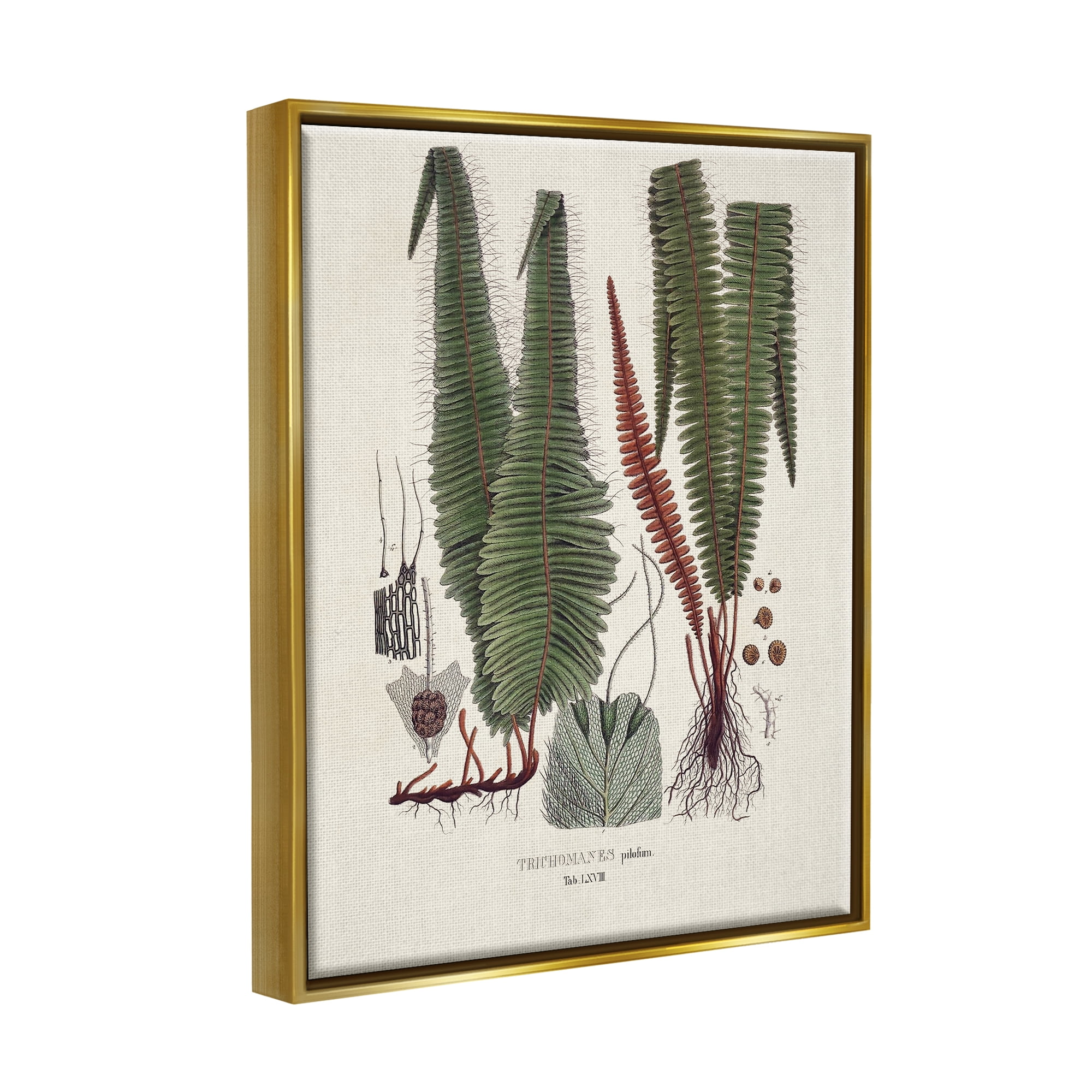 Stupell Industries Fern Latin Study Botanical & Floral Painting Gold Floater Framed Canvas Art Print Wall Art, 17 x 21