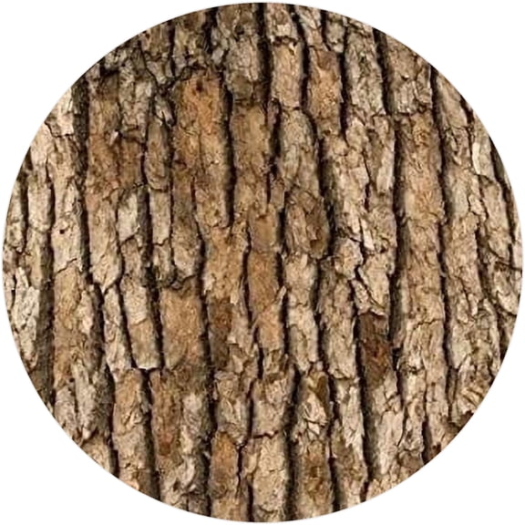 Tree Bark Edible Image Icing Cake Topper for Quarter Sheet Cake, by TNCT