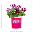 thumbnail image 4 of Wave 1QT Purple White Petunia Live Annual Plant Sun 5-Pack, 4 of 7