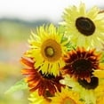 thumbnail image 5 of 25+ Seeds| Formula Mix Sunflowers Seeds - Authentic Seeds - Perennial~ GMO Free ~~Flower seeds ~ Asian Garden~ B5G1#E027, 5 of 5