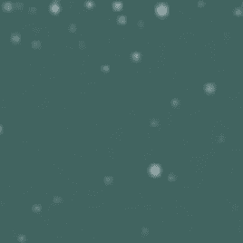 Blue Spruce