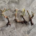 fragrant-rose-plants-for-planting-ornamental-plants-for-pots-flower