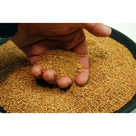 Crimson Clover Seed by Eretz - CHOOSE SIZE! Premium Willamette Valley, Oregon Grown Non-GMO Seed 50lb