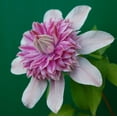 thumbnail image 3 of Clematis Josephine - 2 Live Starter Plants in 2 Inch Growers Pots - Starter Plants Ready for The Garden - Rare Clematis for Collectors, 3 of 7