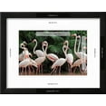thumbnail image 3 of Group of Pink Flamingos, Animals Framed Art Print Wall Art by panda3800 Sold by Art.Com, 3 of 6