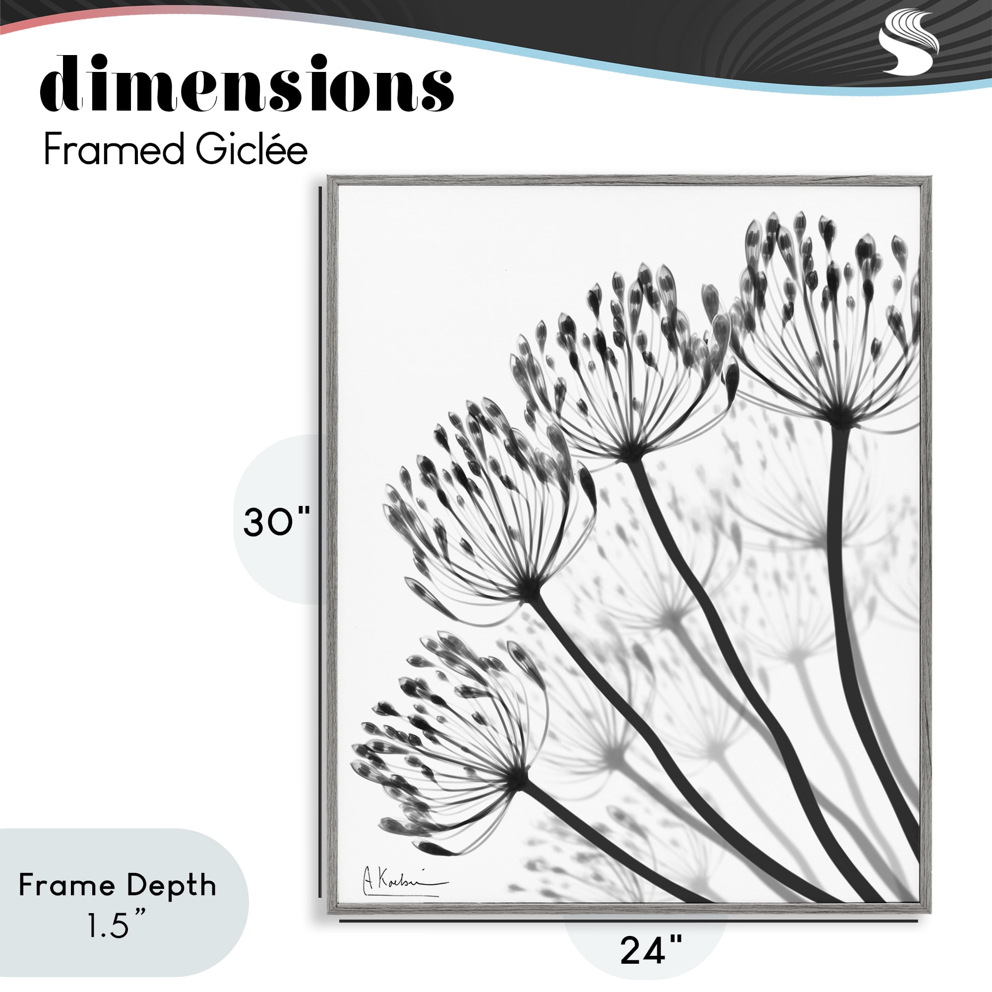 Stupell Industries Floral Fan Dandelions Gray Framed Giclee Art, design by Albert Koetsier