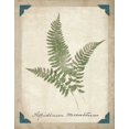 thumbnail image 2 of Wild Apple Portfolio 12x14 Gold Ornate Wood Framed with Double Matting Museum Art Print Titled - Vintage Ferns X, 2 of 4