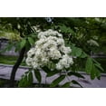 thumbnail image 3 of American Mountain Ash Sorbus Americana 10 Seeds, 3 of 5