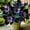 Hosta-A, variant on 500 Butterfly Hostas For Planting Cultivation-(Non-Artificial)-Bloom Year After Year-Fast Growing, Home Decoration-Beautiful Gift
